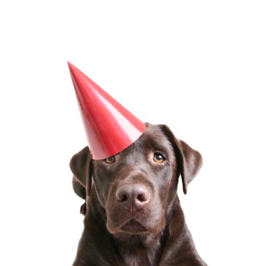 doğum günü şapkası ile çikolata laboratuvar