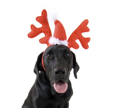 Ren geyiği boynuzları köpekler giyinmiş