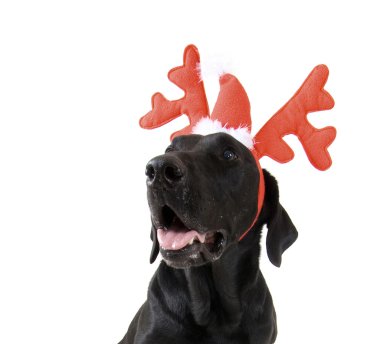 Ren geyiği boynuzları köpekler giyinmiş