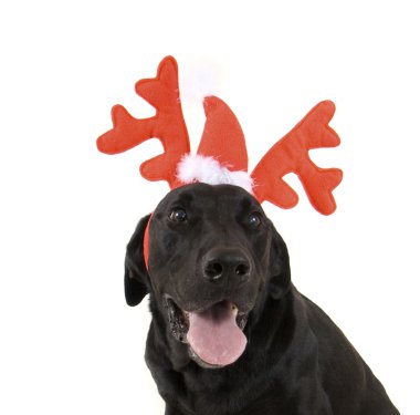 Ren geyiği boynuzları köpekler giyinmiş