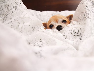 paket üzerinde şirin chihuahua
