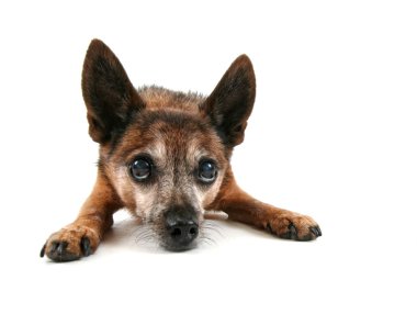 şirin chihuahua ararken