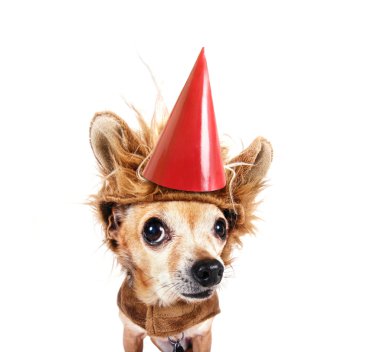 Chihuahua in lion costume and birthday hat clipart