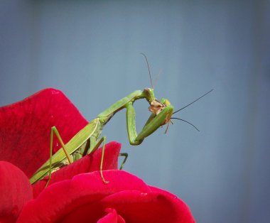 Praying mantis holding onto rose petal clipart