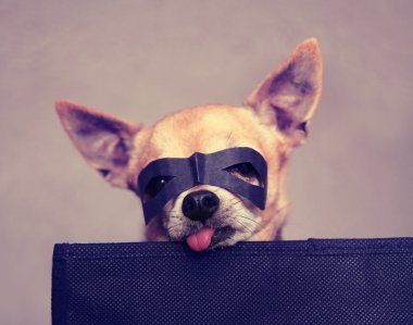 maske ile şirin chihuahua