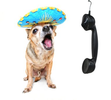 Evet chihuahua