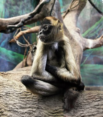 Cute monkey in zoo clipart
