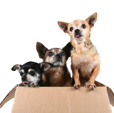 karton kutu içinde üç chihuahuas