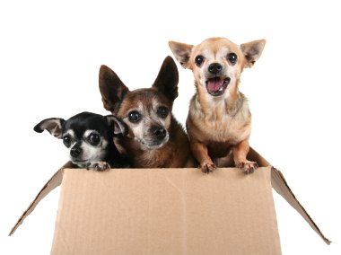karton kutu içinde üç chihuahuas