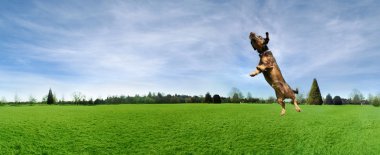 topu parkta oynayan köpek