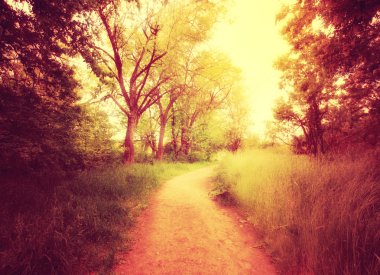 orman ile gidiş yolu