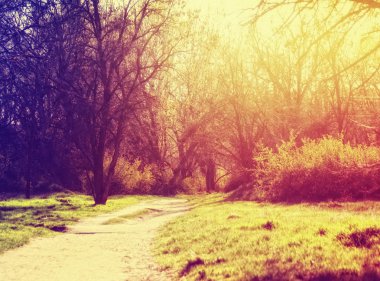 orman ile gidiş yolu