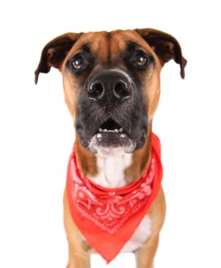 şirin pitbul boksör karıştırmak köpek