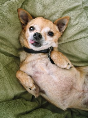 Chihuahua arka aptallık