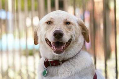 Kameraya gülümseyen köpek