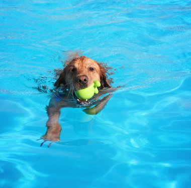 tatlı köpeğe Yüzme Havuzu