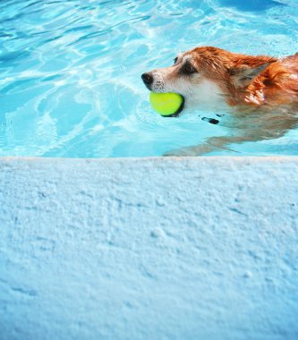 tatlı köpeğe Yüzme Havuzu