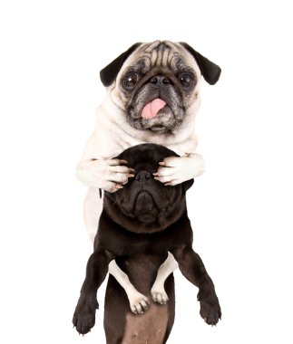 başka bir boksör'ın gözleri kapsayan pug
