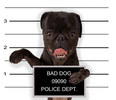 Kötü Köpek