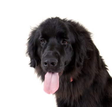 büyük newfoundland köpek