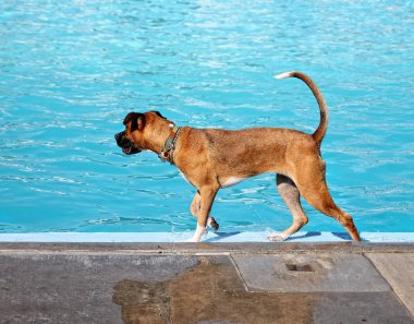 Dog having fun at swimming pool clipart