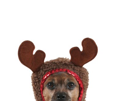 köpek kılığına girmiş Ren geyiği