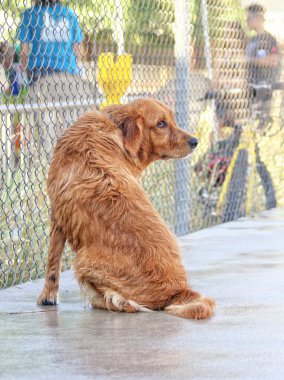 oturan üzgün golden retriever