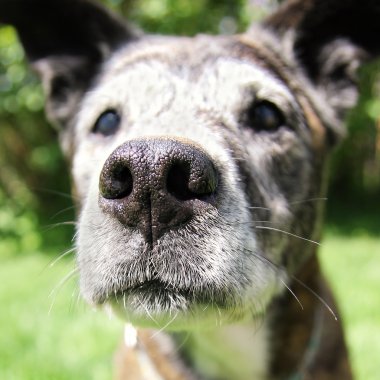 eski üst düzey meraklı pitbul