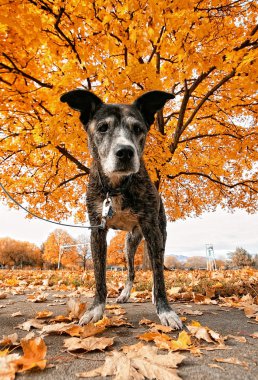Senior pit bull in park during fall clipart