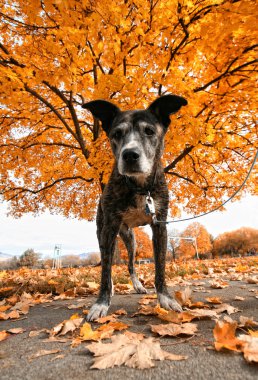 Park düşme sırasında üst düzey pitbul