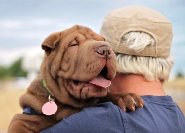 sharpei köpek yavrusu tutuluyor