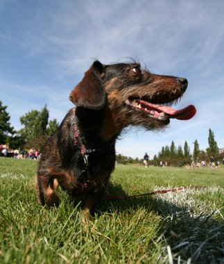 Dog at local public park clipart