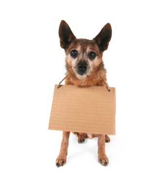 Goofy chihuahua holding işareti