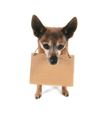 Goofy chihuahua holding işareti