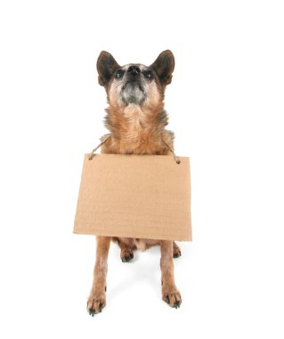 Goofy chihuahua holding işareti