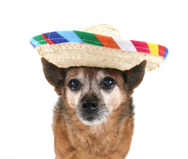 Cinco de mayo için giyinmiş chihuahua