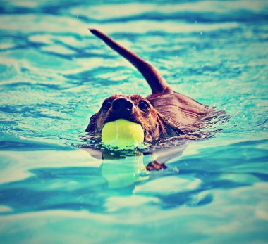 Dachshund ağız içinde topu ile