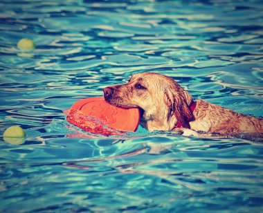 yerel kamu havuzu Dog