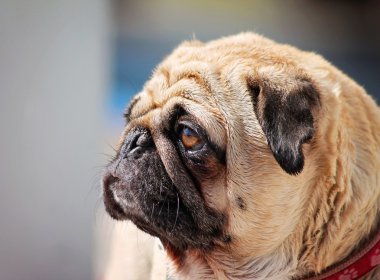 yerel kamu havuzu Dog