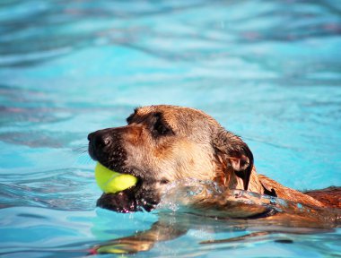 havuzda eğleniyor köpek