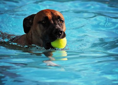 yerel kamu havuzu Dog