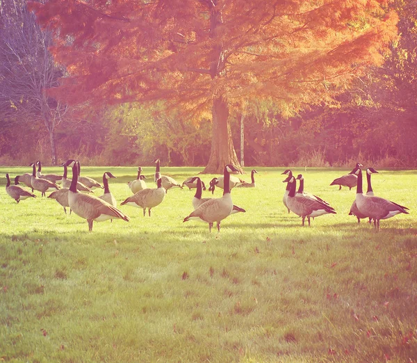 Manada de gansos canadienses en el parque — Foto de Stock