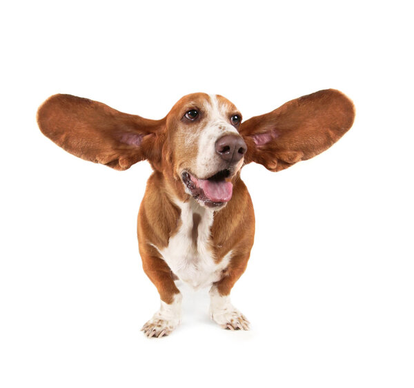 Funny basset hound