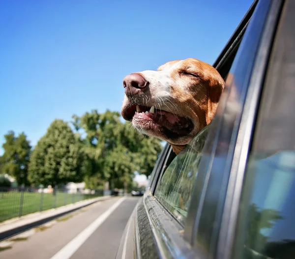 车窗外的短腿猎犬 — 图库照片