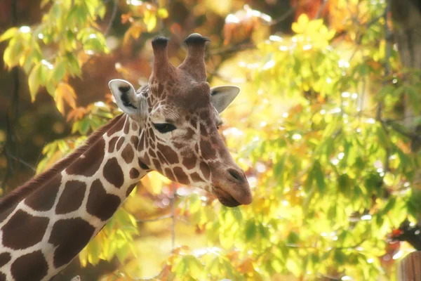 Красивый жираф — стоковое фото