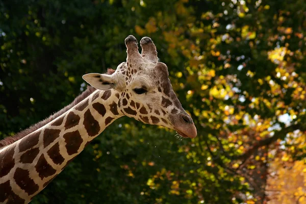 Bonita girafa. — Fotografia de Stock