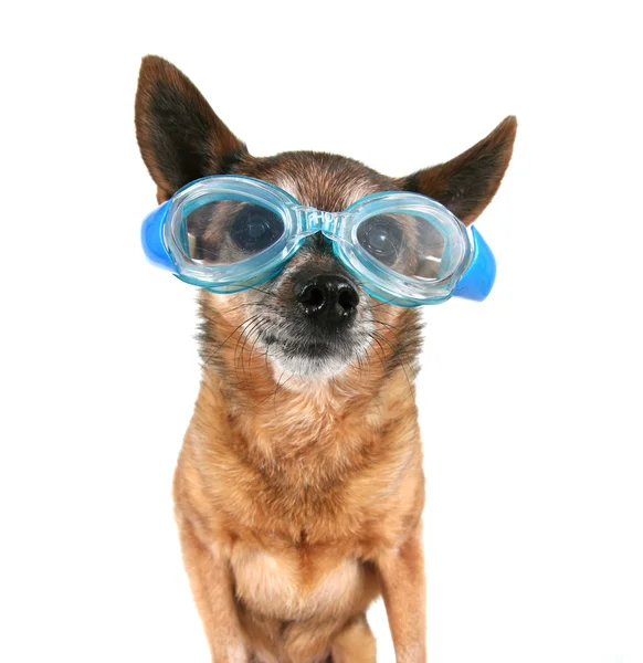 Chihuahua dragen bril — Stockfoto