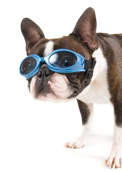 Boston terrier with goggles — Stock Photo, Image