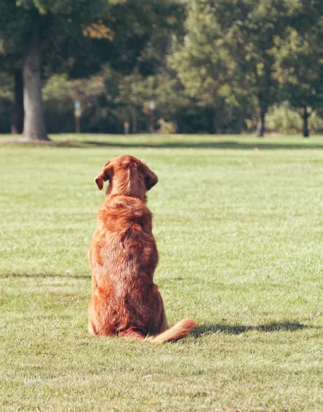 Dog sitting in the grass