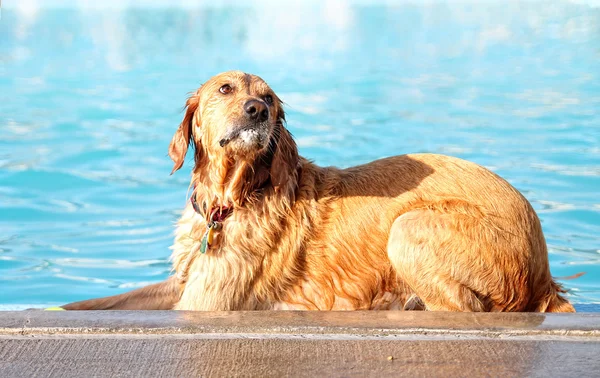 Dog at local public pool — Stock Photo, Image